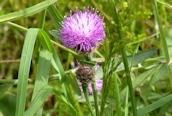 Black Knapweed