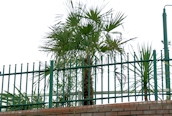 Chusan Palm