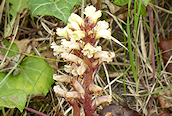 Common Broomrape