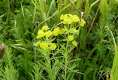 Cypress Spurge