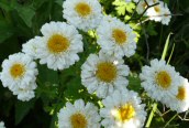 Feverfew