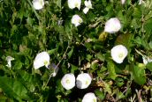 Field Bindweed