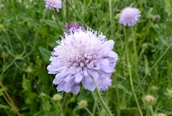 Field Scabious