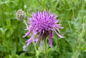 Greater Knapweed