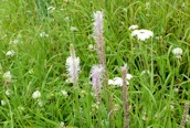 Hoary Plantain