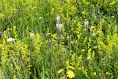 Lady's Bedstraw