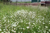 Ox-eye Daisy