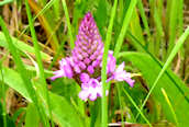 Pyramidal Orchid 