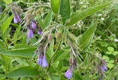 Russian Comfrey