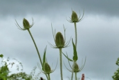 Burdock