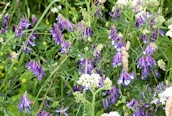 Tufted Vetch