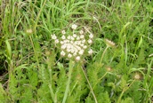 Wild Carrot