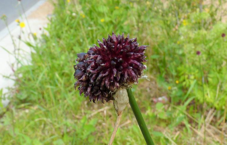 Crow Garlic