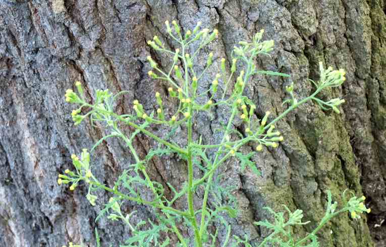 Heath Groundsel