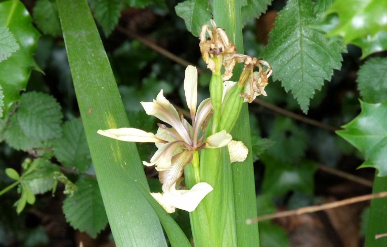 Stinking Iris