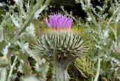 Cotton Thistle