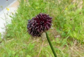Crow Garlic