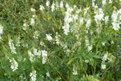 Goat's Rue