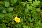 Goat's Beard