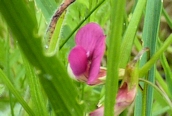 Grass Vetchling