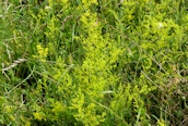 Lady's Bedstraw