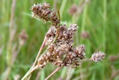 Many-headed Wood-rush