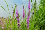 Purple Loosestrife