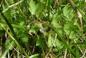 Round-leaved Cranesbill