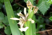 Stinking Iris