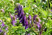 Tufted Vetch