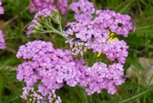 Yarrow