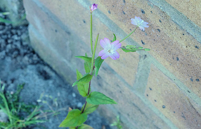 Broad leaved Willowherb