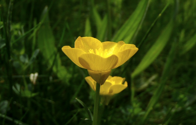 Bulbous Buttercup