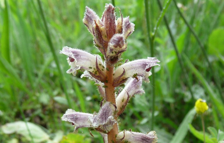 Common Broomrape