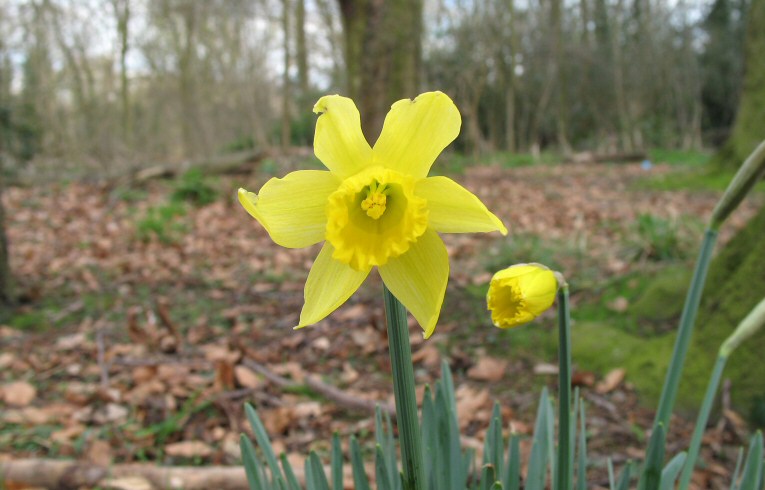 Narcissus sp.