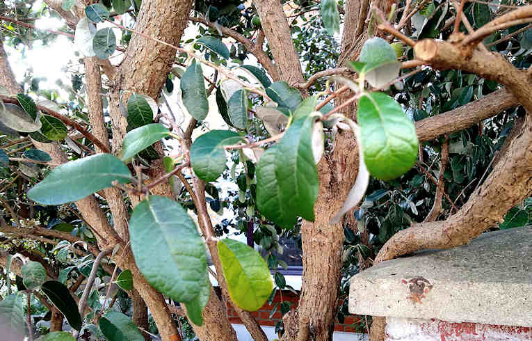 Feijoa