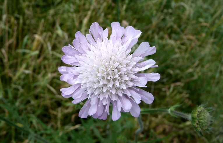 Field Scabious