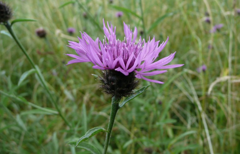 Greater Knapweed