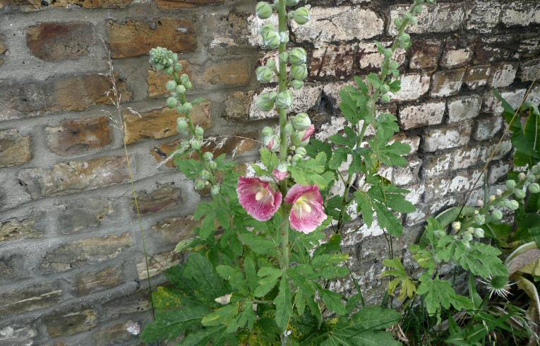 Hollyhock