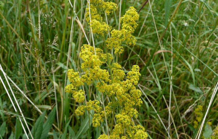 Lady's Bedstraw