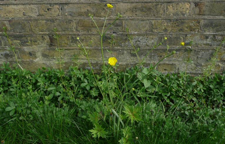 Meadow Buttercup