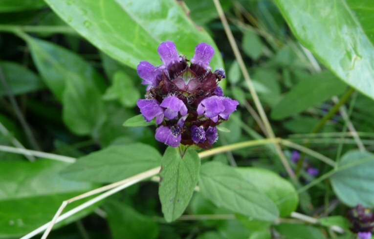 Self Heal