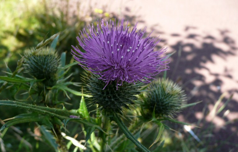 Spear Thistle