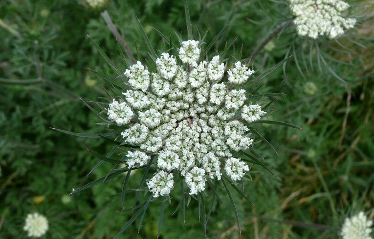 Wild Carrot