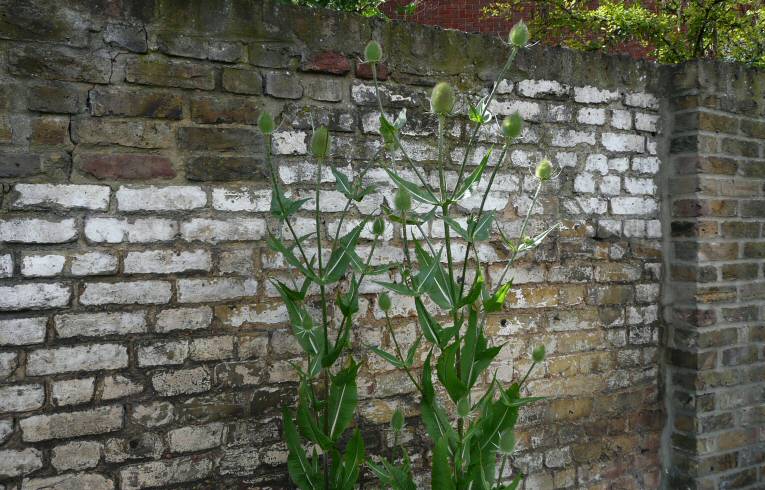 Wild Teasel