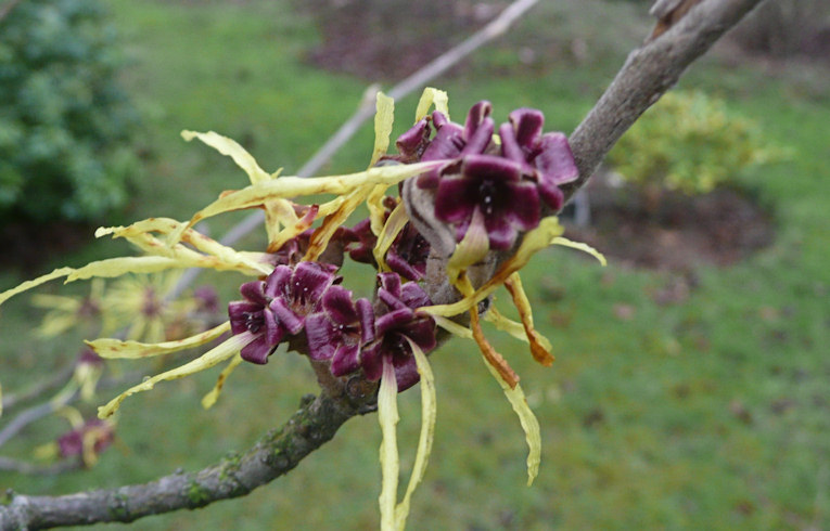 Witch Hazel