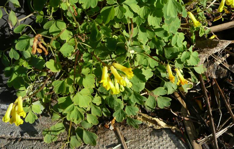 Yellow Corydalis, Aldersbrook
