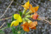 Bird's-foot Trefoil