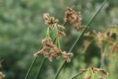 Bulrush