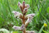 Common Broomrape